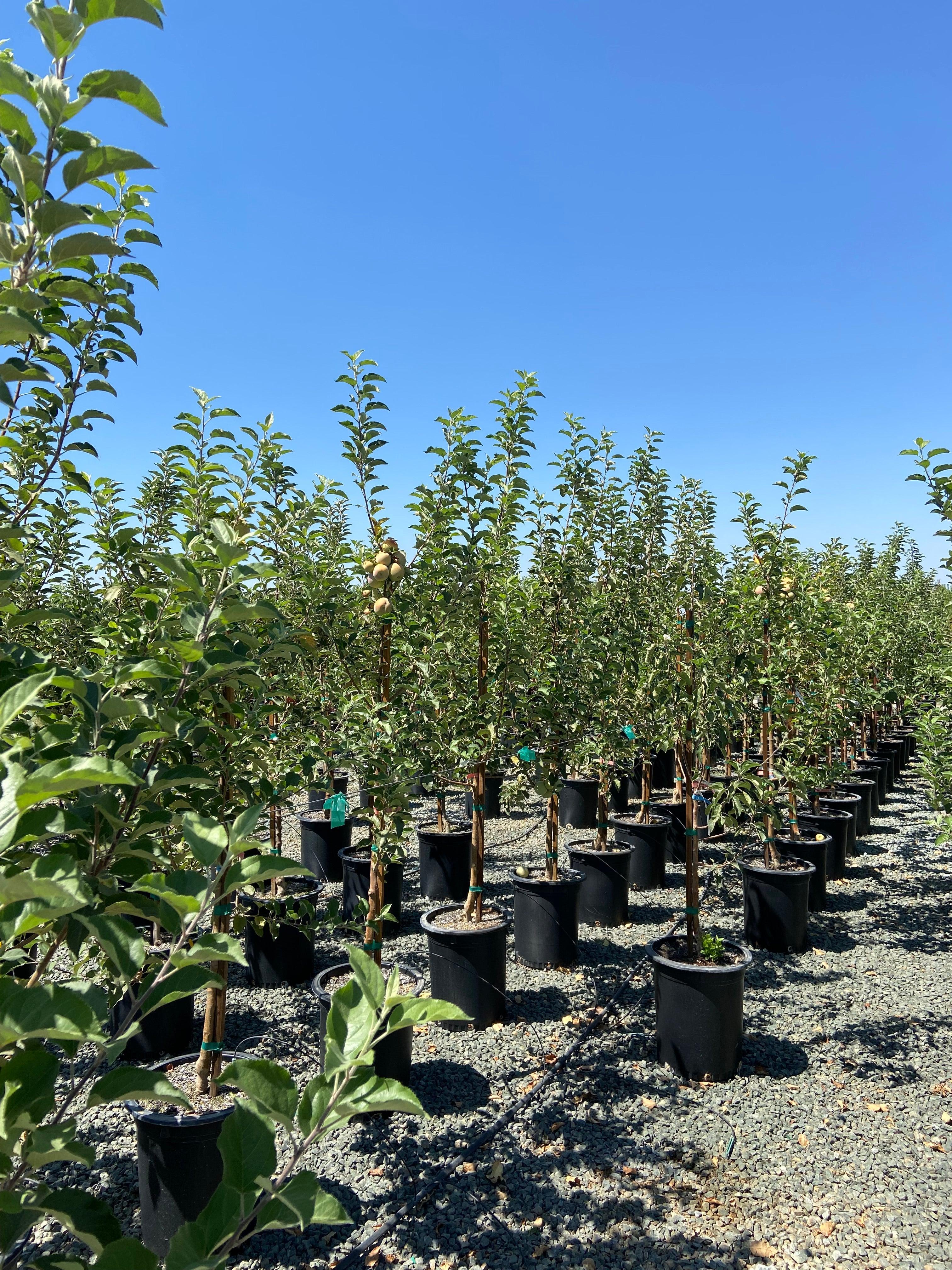 Fruit Trees for Sale