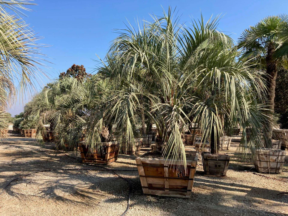 Palm Tree For Sale