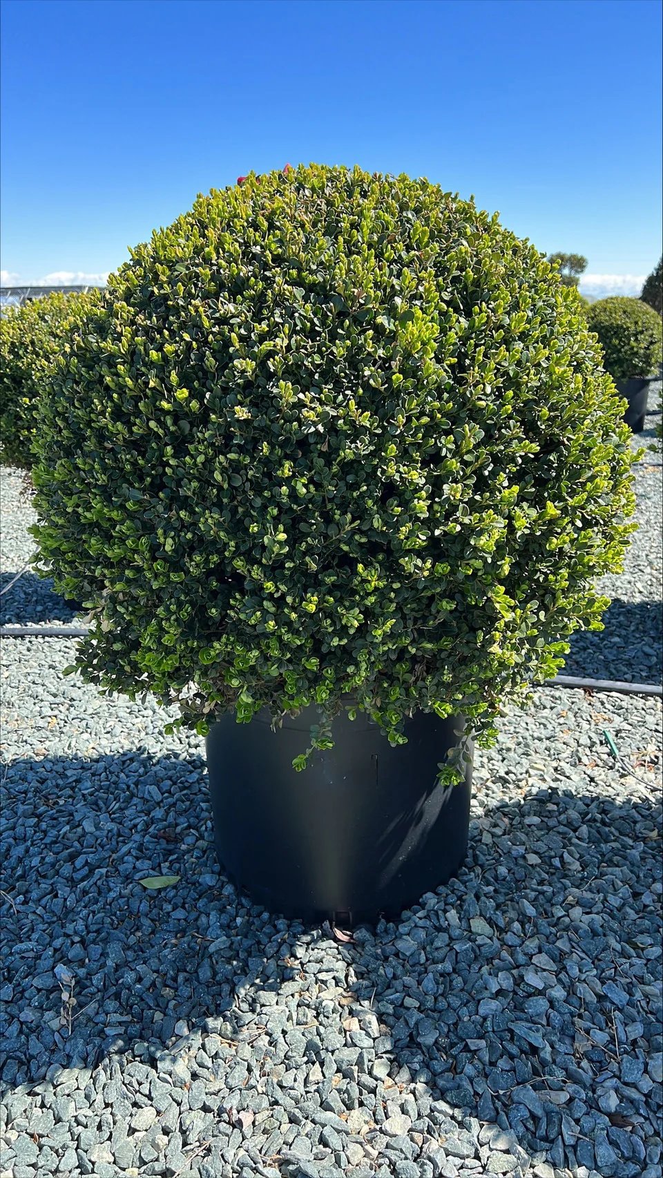 Shrubs for Sale