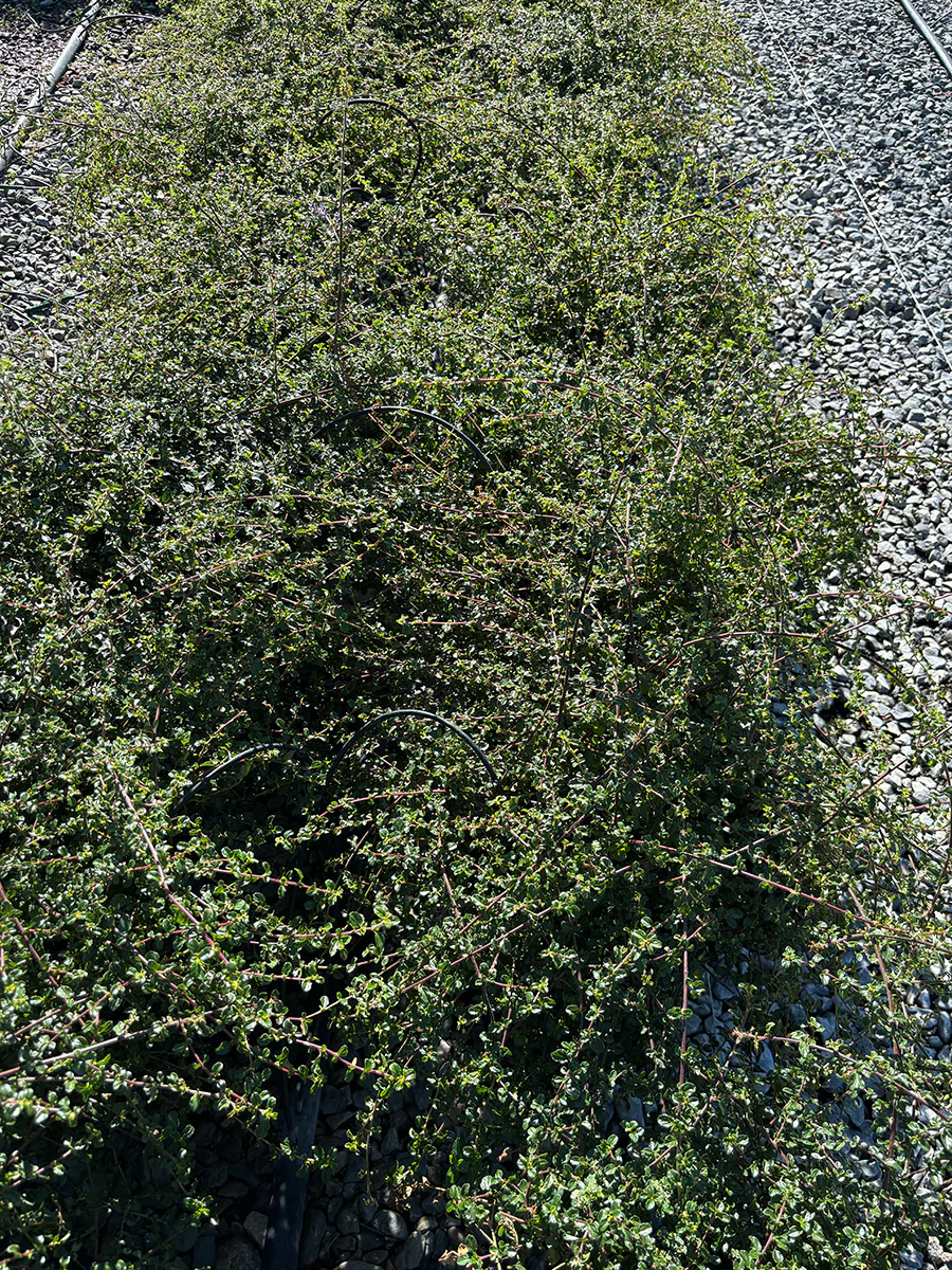 California Natives Plants for Sale