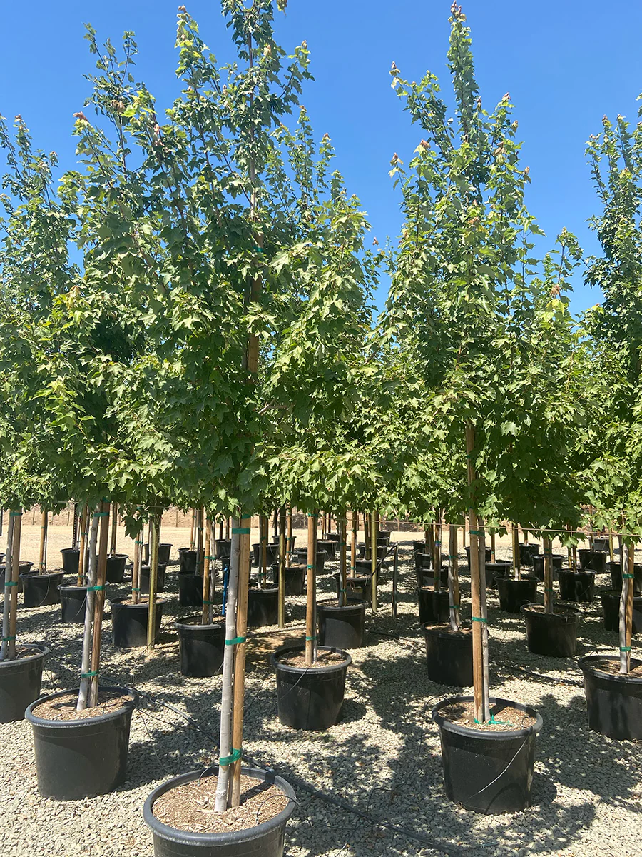 Landscape Trees for Sale